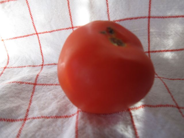 tomate.JPG