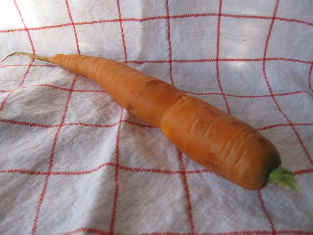 karotte.jpg